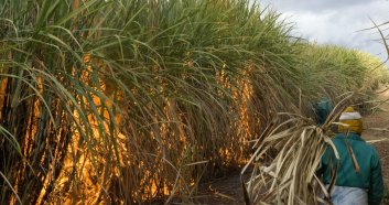 Sugarcane field